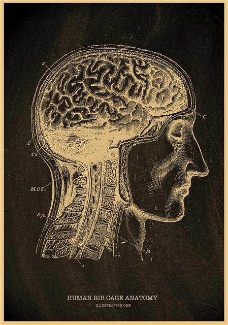 Anatomia testa umana